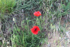 FLORE 12